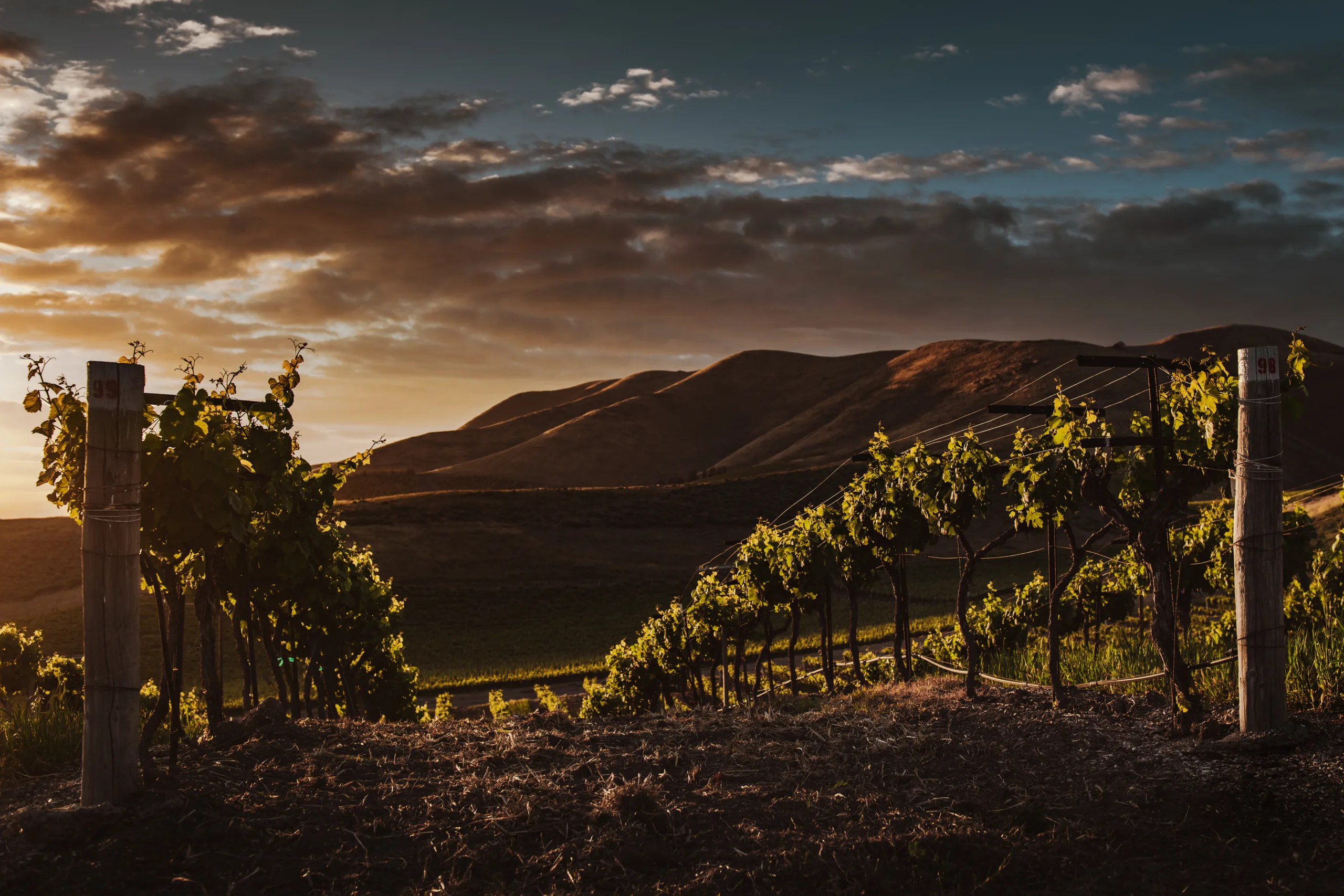 A selective focus shot of vine trees captured in a beautiful vineyard at twilight
